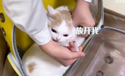 ​鬃狮四脚蛇的成年期是多长时间