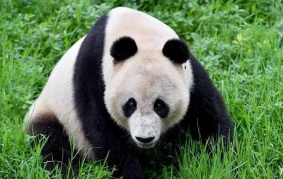 ​当年蚩尤养了两只熊猫吗？为什么蚩尤骑着大熊猫会输